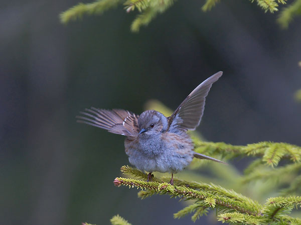 Rautiainen, Dunnock, Prunella modularis